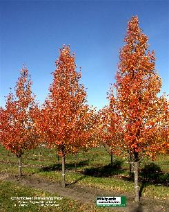 Pyrus Chanticleer Flowering Pear