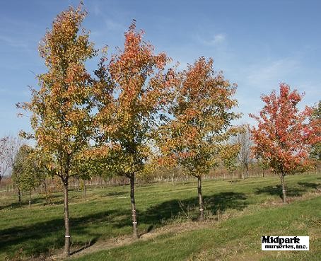 Pyrus Aristocrat Pear midpark wisconsin nurseries